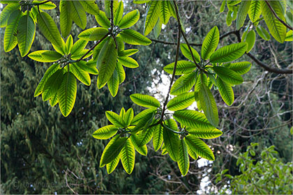 Rhododendron, leaves