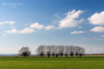 Willow-Trees-Winter-Somerset-Levels