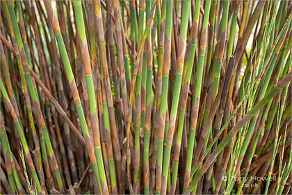 Bamboo-Cornwall-5695