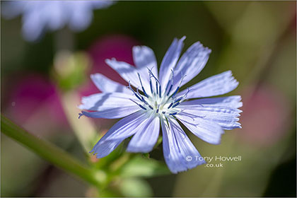 Chicory-Flower-Cichorium-intybus