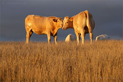 Cows at Uphill