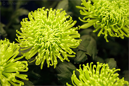 Chrysanthemum Anastasia Green