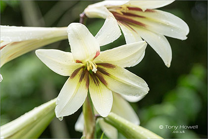 Giant-Lily-Cardiocrinum-giganteum