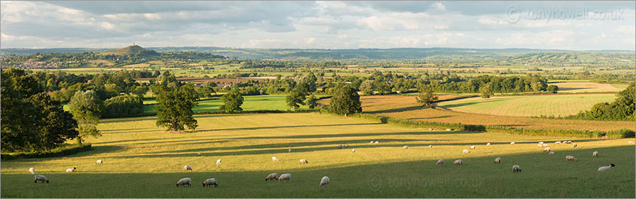 Sheep, Glastonbury Tor