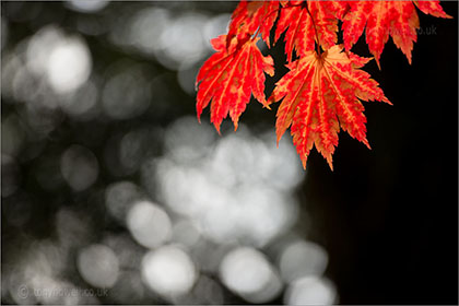 Acers/Maple Trees