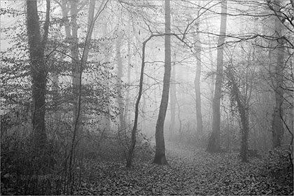 Mist, Weston Woods