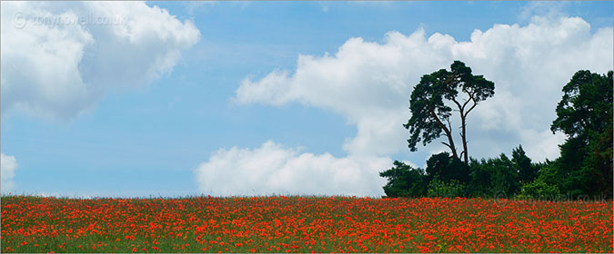 Poppy Field, Oxfordshire