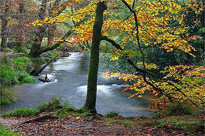 Golitha-Falls-Beech-Tree-Autumn-Cornwall