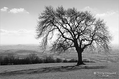 Ash Tree, Glastonbury Tor