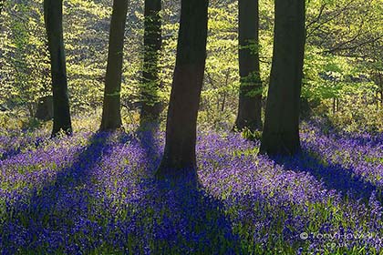 Bluebell Contre-jour