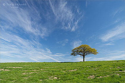 Oak-Tree-Blackford