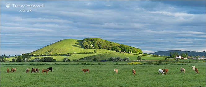 Nyland-Cows-Dawn-Somerset
