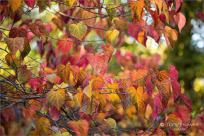 Cercis-canadensis-Autumn-AR479