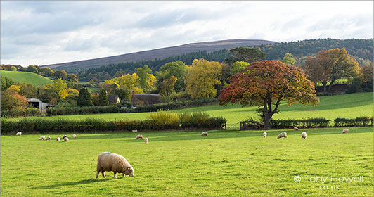 Trees-Sheep-Exmoor-Autumn-AR484