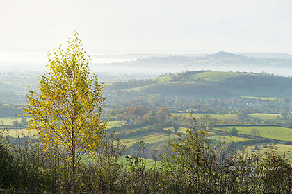 Glastonbury-Tor-Mist-Birch-Tree