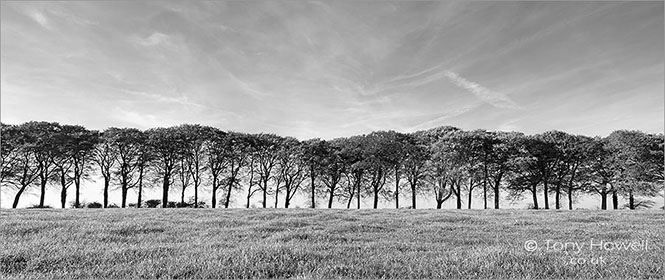 Beech-Trees-Freezing-Hill-Bath-AR513