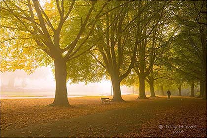 Beech-Trees-Autumn-Mist-Clifton-AR573