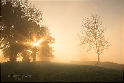 Trees-Sunburst-Mist-Clifton-AR574