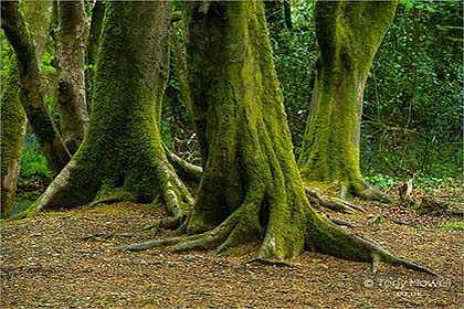 Trees-Tehidy-Woods-Cornwall