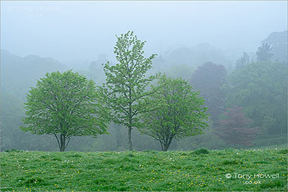 Trees-Mist-Trelissick-Cornwall