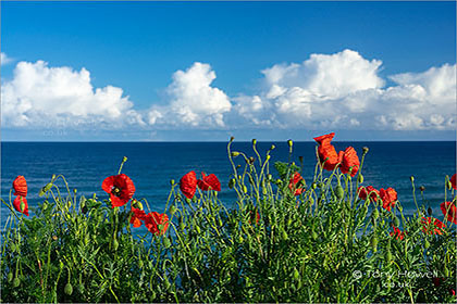 Poppies-Fistral-Beach-Newquay-Cornwall