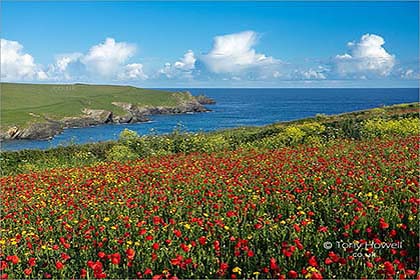 Poppies-Polly-Joke-Beach-Cornwall