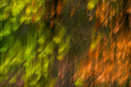 Autumn-Leaves-ICM-Golitha-Falls-Cornwall