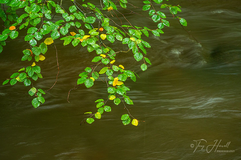 Beech Leaves, River Par, Luxulyan Valley