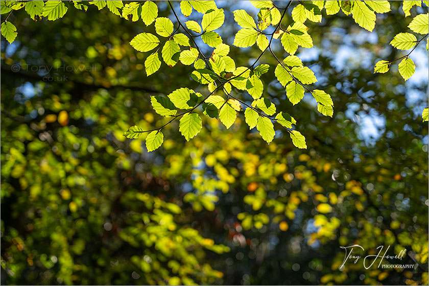 Beech Leaves, Tehidy Woods