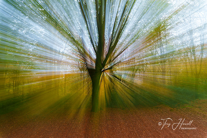 Beech Tree, Zoomed In During Exposure, Idless Woods, Truro