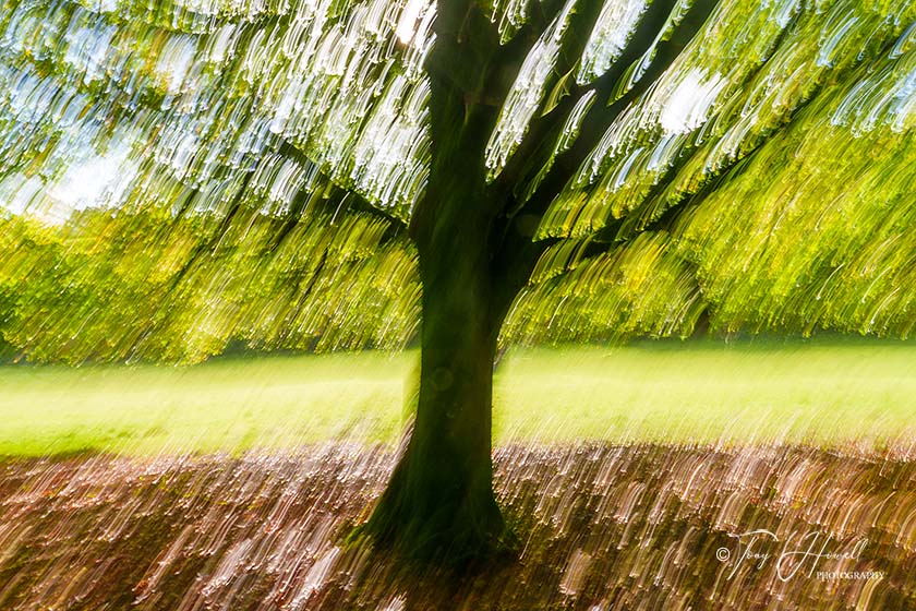 Beech Tree, ICM, Lanhydrock