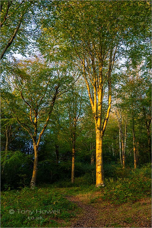 Beech Tree, Idless Woods, near Truro