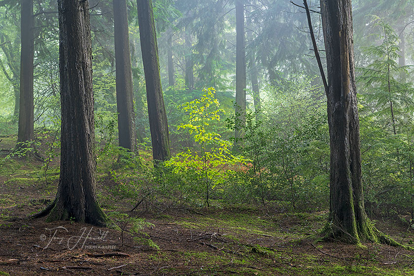 Beech Tree, Idless Woods