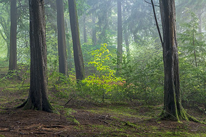 Beech-Tree-Idless-Woods-Cornwall