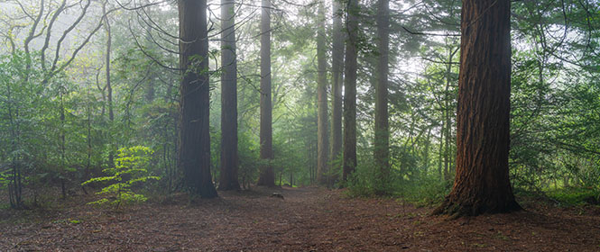 Beech-Tree-Idless-Woods-Cornwall