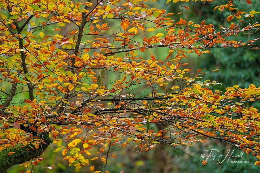 Beech Tree Leaves, Golitha Falls, Bodmin Moor