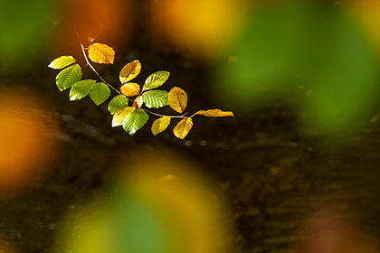 Beech-Tree-Leaves-Respryn-Cornwall