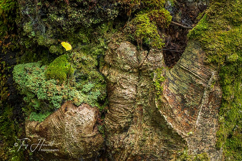 Beech Tree, Luxulyan Valley