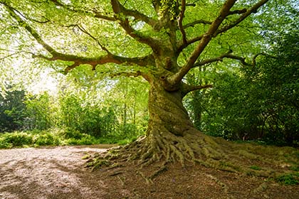 Beech-Tree-Twisted-Tehidy-Woods-Cornwall