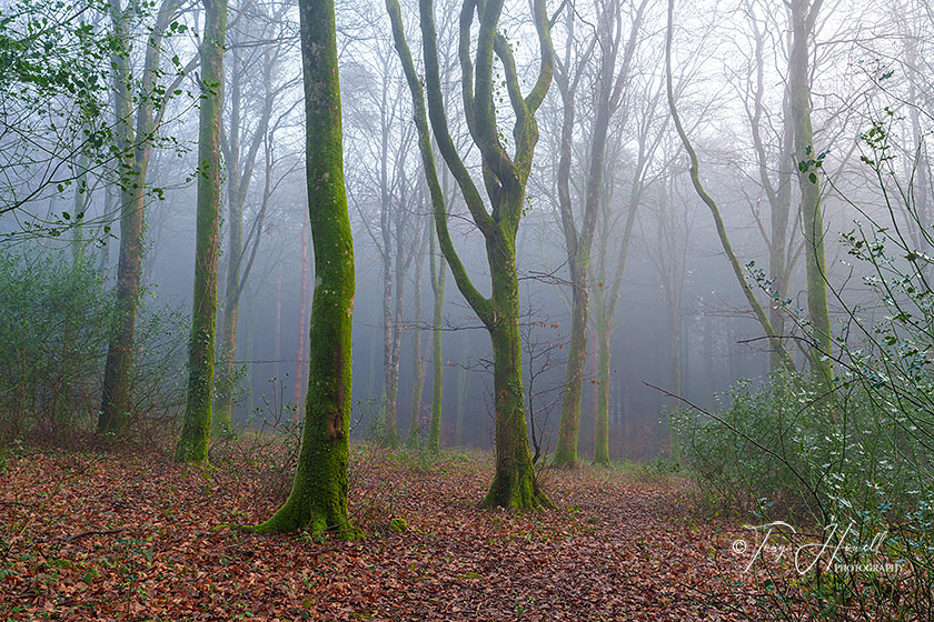 Beech Trees, Fog, Idless Woods