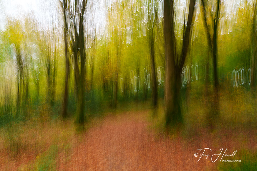 Beech Tree, ICM, Idless Woods, Truro