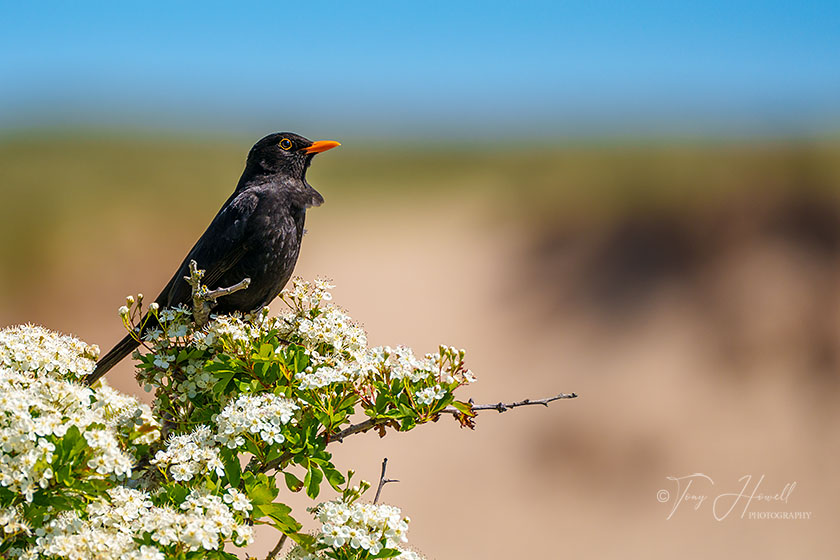 Blackbird, Holywell Bay