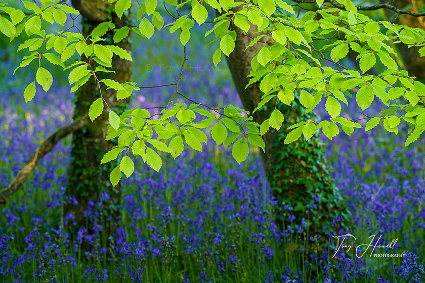 Bluebells, Beech Trees, Tehidy Woods