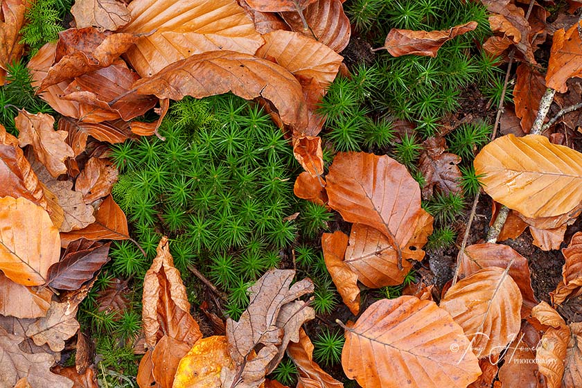 Bog Moss, Leaves, Lerryn