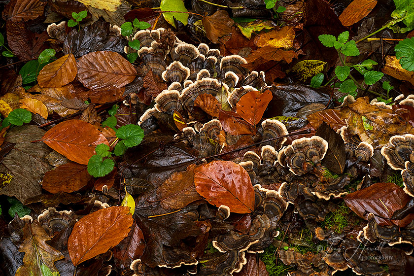 Bracket Fungus, Leaves, Respryn