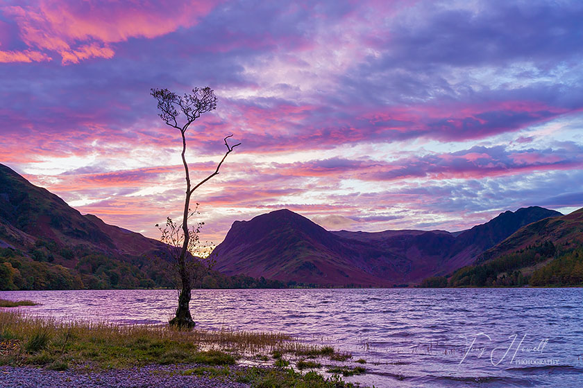 Buttermere Lone Tree