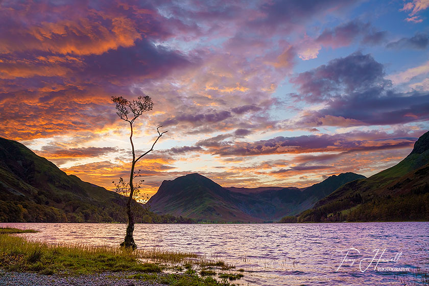 Buttermere Lone Tree