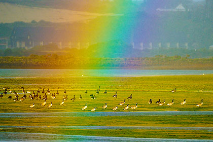 Canada-Geese-Rainbow-Hayle-Cornwall