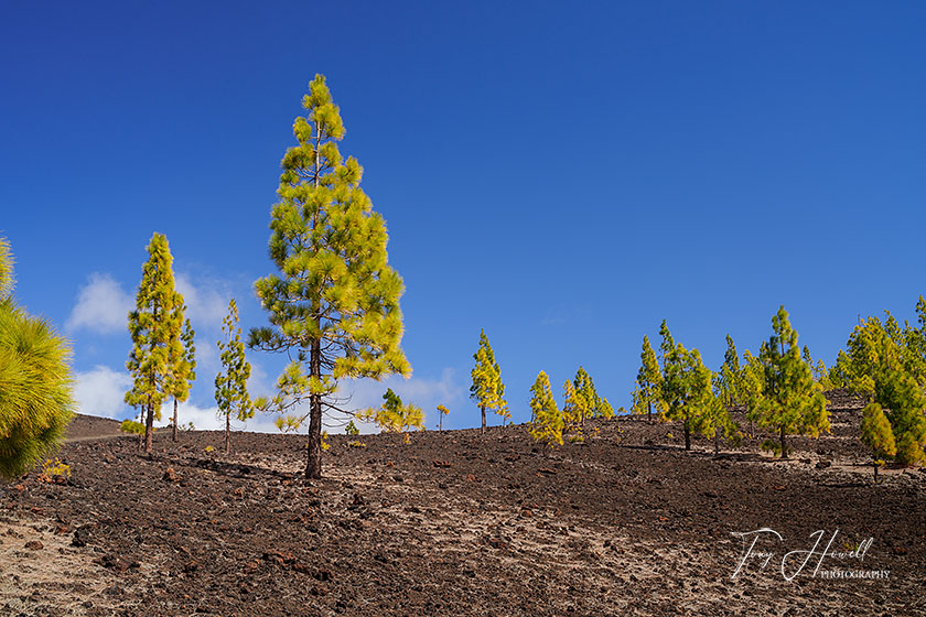 Canary Island Pine Trees
