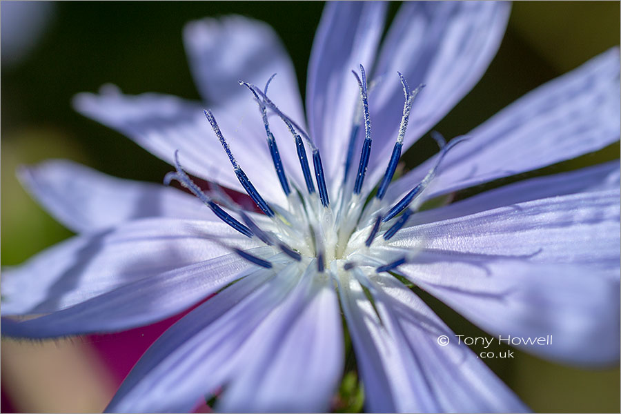 Chicory Flower, Cichorium intybus